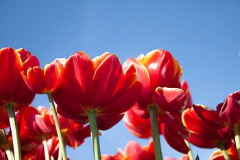 rote Tulpen in voller Blüte