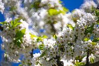 Fleurs de cerisier - fleurs sur le cerisier