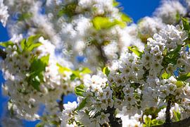 Cherry blossoms - blossoms on the cherry tree by Gerwin Schadl
