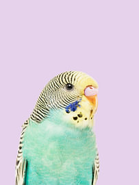 Untitled by Kathrin Pienaar