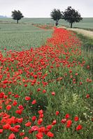 Poppies along a road