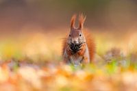 hardworking and cute or the hardworking squirrel