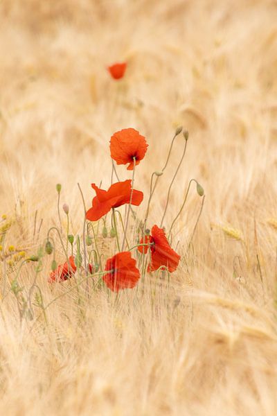 The poppy family by Greet Thijs