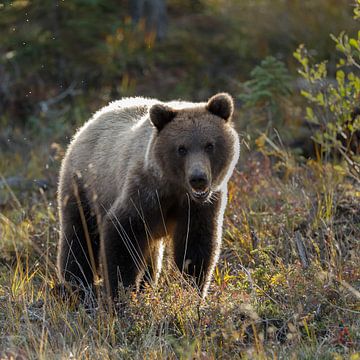 Grizzly bear in autumn colors by Menno Schaefer