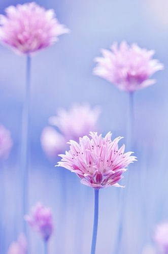 Bieslookbloesems