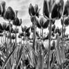 Tulpen in zwart/wit van Dries van Assen