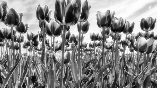 Tulips in black and white