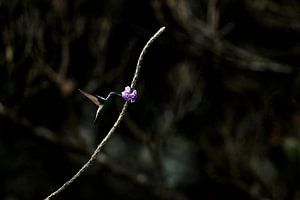 Danse du colibri Un moment d'élégance