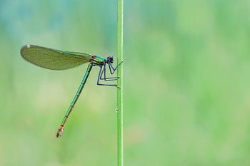 Wiesenlibelle im Grünen