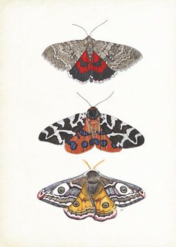 Colourful moths by Jasper de Ruiter