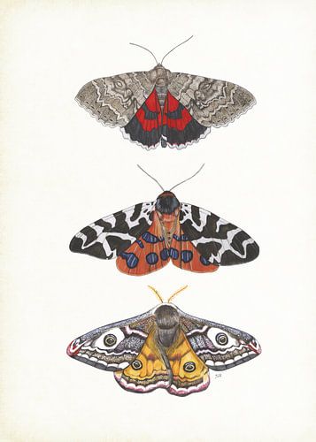 Colourful moths