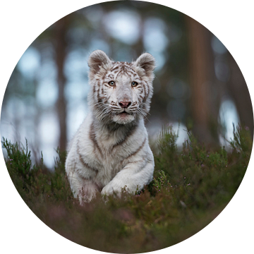 Royal Bengal Tiger ( Panthera tigris ), white animal, running fast, jumping through the undergrowth  van wunderbare Erde