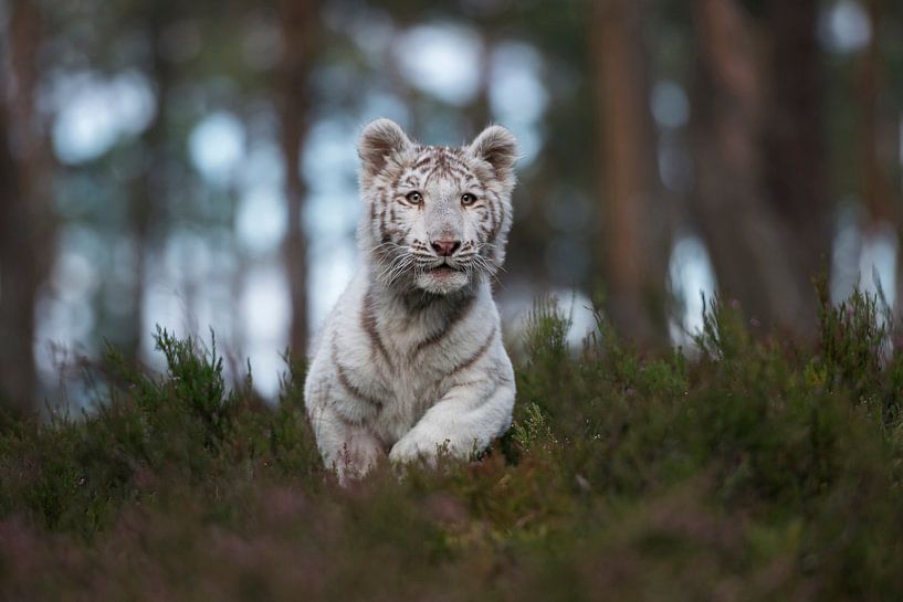 Koenigstiger ( Panthera tigris ), weißer Tiger im Sprung durch dichtes Unterholz eines natürlichen W von wunderbare Erde