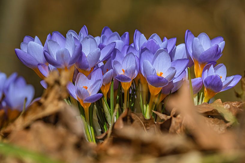 KROKUSSE IM PARK von Photoart-Naegele