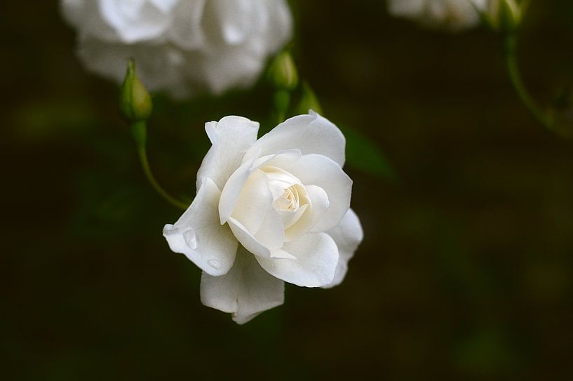 Rosa &#039;Schneewittchen&#039; by True Color Stories