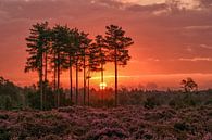 Magical sunrise blooming heath den Treek by Moetwil en van Dijk - Fotografie thumbnail