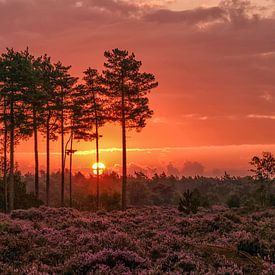 Lever de soleil magique sur la bruyère en fleurs den Treek sur Moetwil en van Dijk - Fotografie