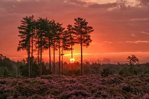 Magischer Sonnenaufgang blühende Heide den Treek