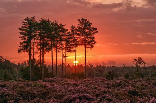 Magische zonsopkomst bloeiende heide den Treek