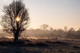 Meinerswijk part 82 by Tania Perneel