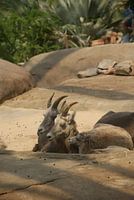 famille de mouflons d'Amérique