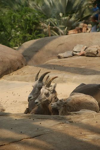 dikhoornschaap familie