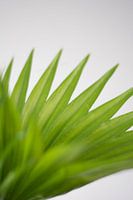 Palm (blad)