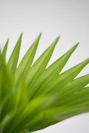 Palm (blad) von Jeantina Lensen