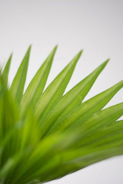 Palm (blad) by Jeantina Lensen-Jansen