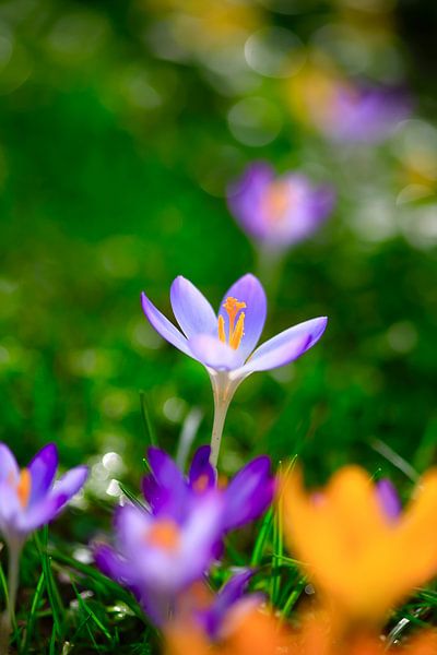 Charming crocus blossom by Thomas Jäger