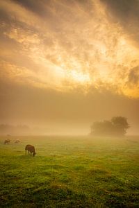 Schafe im Nebel von Ard Jan Grimbergen