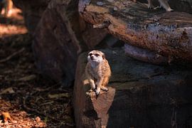 _DSC4745 by Bart Verdijk