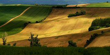 Felder von Steffi Hommel