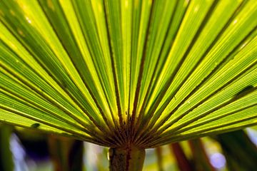 trachycarpus fortunei, palmboom blad van Humphry Jacobs
