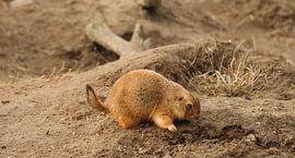 prairie dog