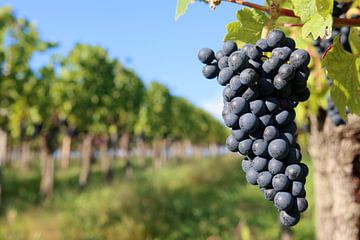 Ein ganz besonderer Jahrgang von Rüdiger Rebmann