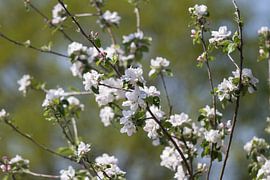 Springtime! by DigiDiede - Fotografie