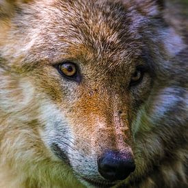 Portrait de loup sur Uwe Frischmuth