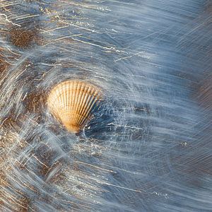 Coquillage dans les eaux vives