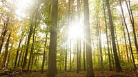Sunlight in the forest