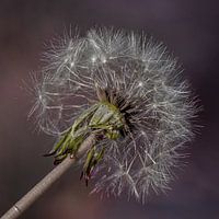 Dandelion fluff