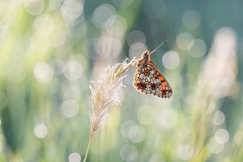 Lune argentée dans la belle lumière du matin avec bokeh. par Janny Beimers
