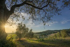 Sonnenuntergang in der Toskana, antiker Olivenhain und Casale Marittimo bei S