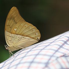 Prépona à taches blanches sur Matthias Brix