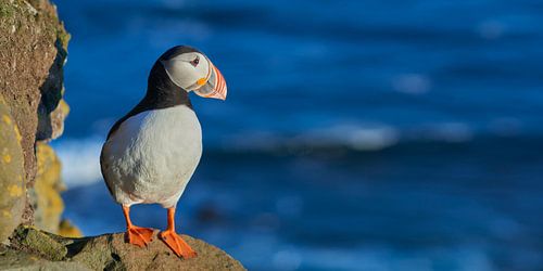 Papegaaiduiker panorama