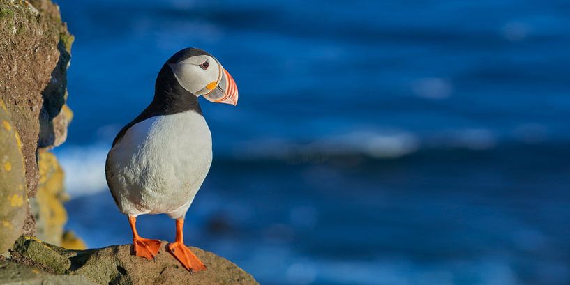 Puffin panorama by Kneeke .com