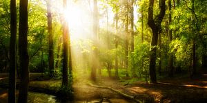 Idyllischer Sonnenaufgang im Wald mit Sonnenstrahlen im Nebel
