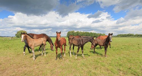 Een groepje veulens in een Drentse weide