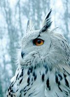 Eagle Owl