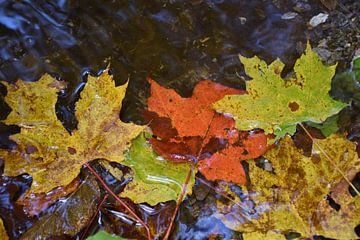 Esdoornbladeren in de herfst van Claude Laprise